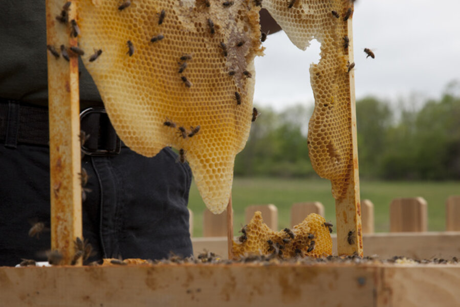 Untitled (Bees Making Honey)