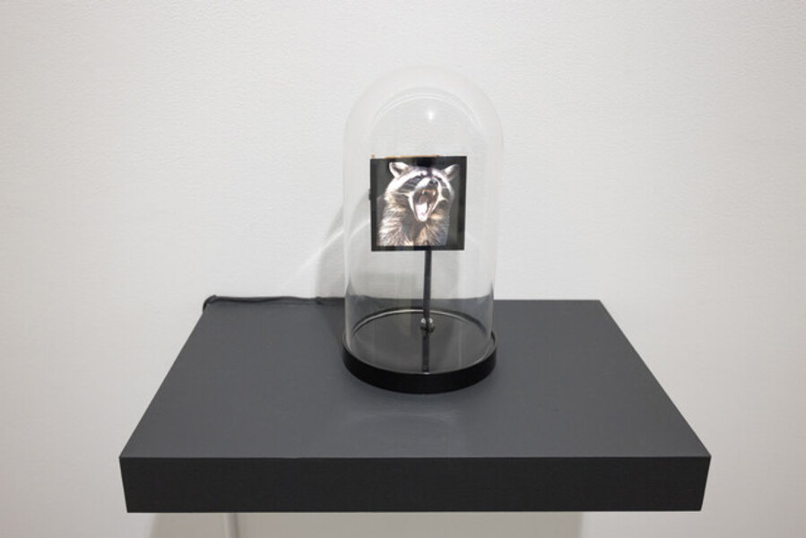 Ecstasy Encapsulated (Animalia)