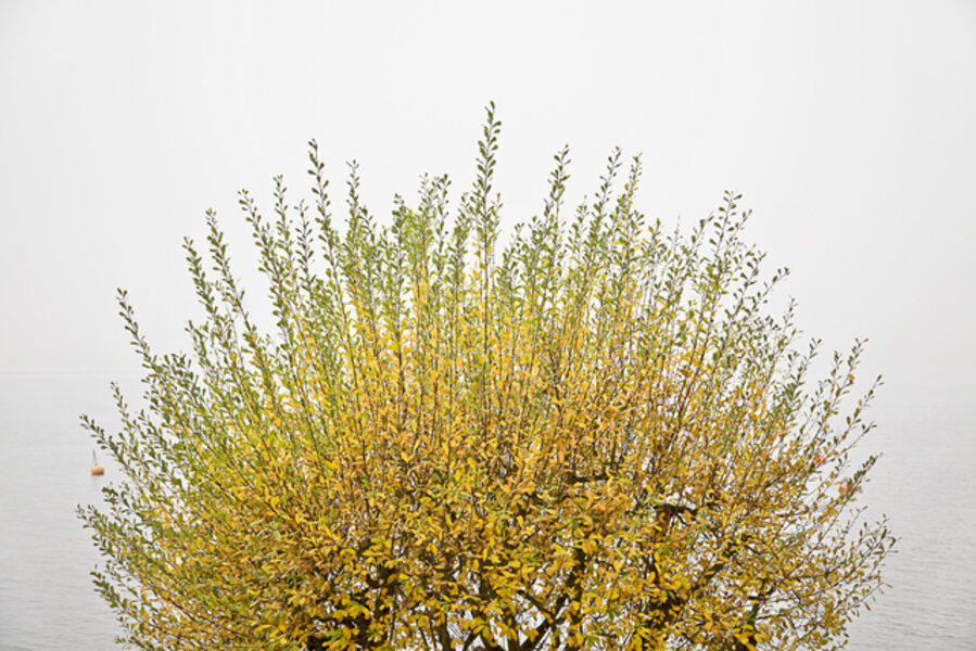 Lake Trees 21