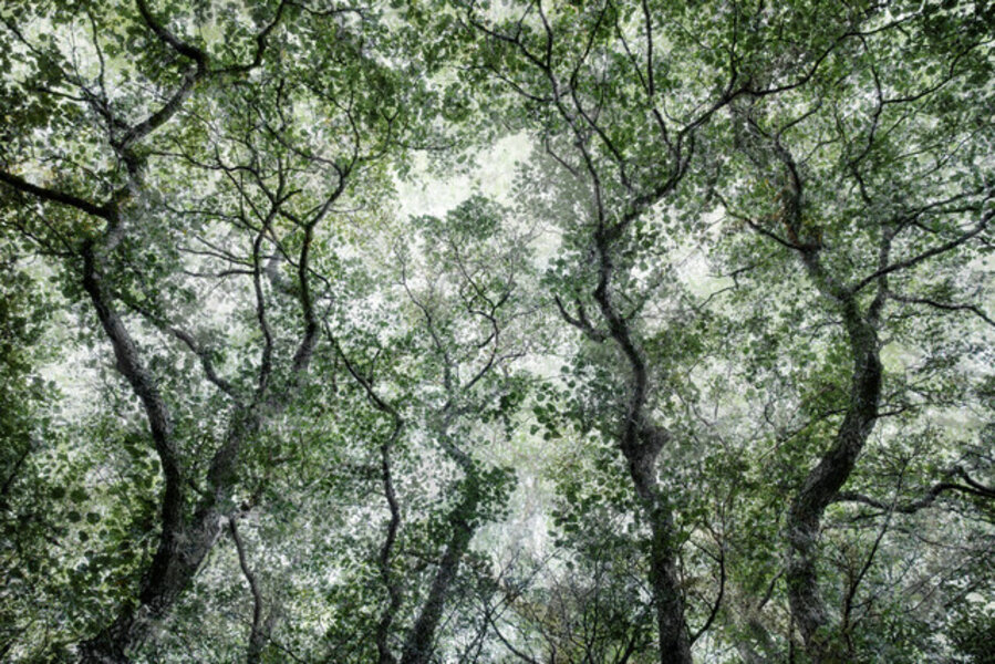 Forest 49