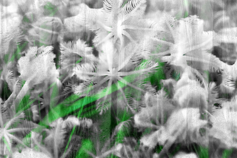 Biophilia 1