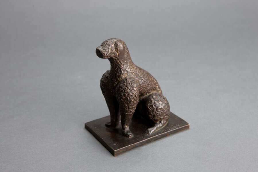 Caniche Assis