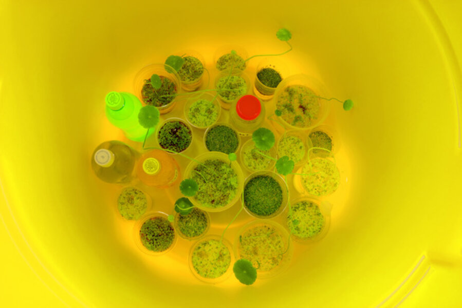 Brutimus Ortellius (a few from above)