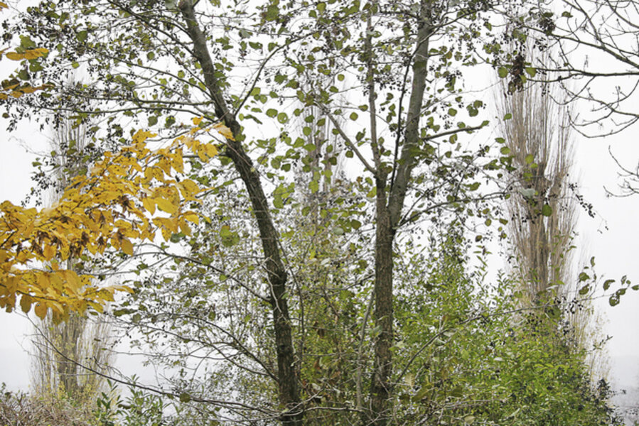 Lake Trees 19