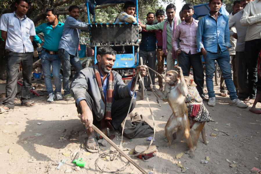 Performaning Monkeys, Delhi, India