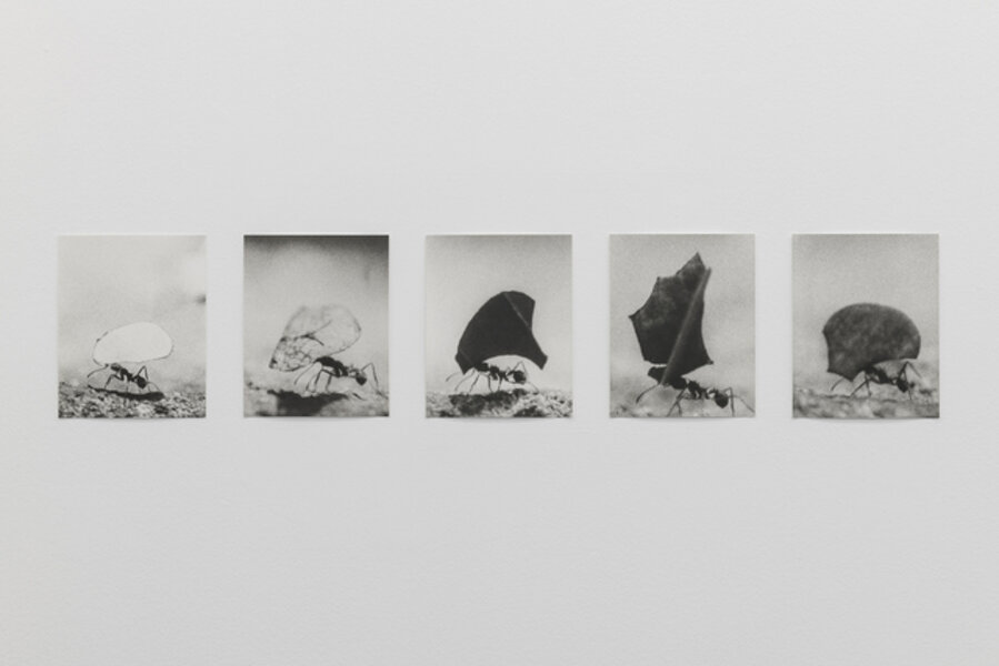 Untitled (Blattschneiderameisen)