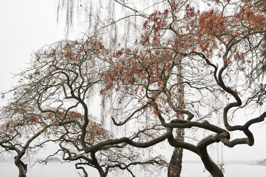 Lake Trees 17