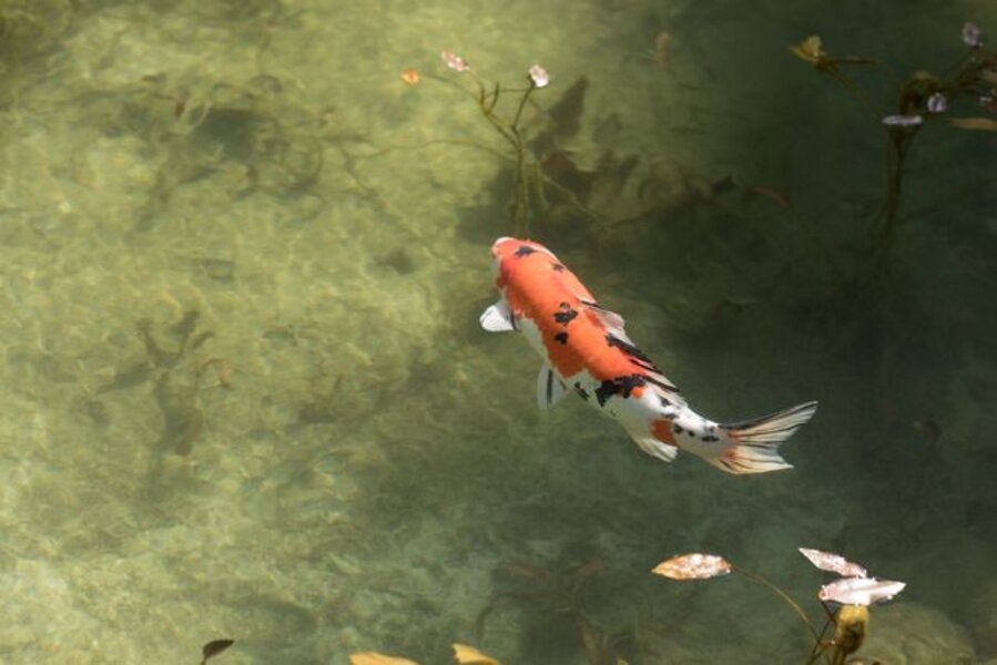 Koi 17, K-1