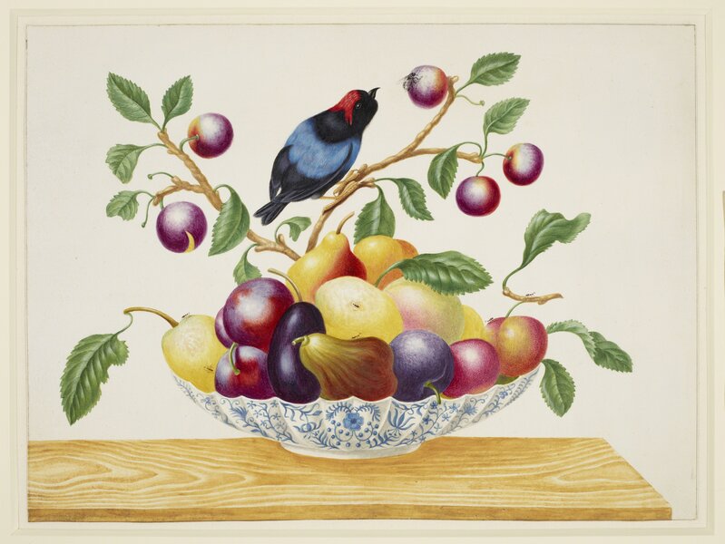 Maria Sibylla Merian, ‘Still life with fruit and Blue-Backed Manakin’, ca. 1705, Drawing, Collage or other Work on Paper, Royal Collection Trust