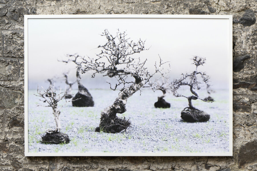 Trees and Roots II (in collaboraton with Jean-Lou Majerus)