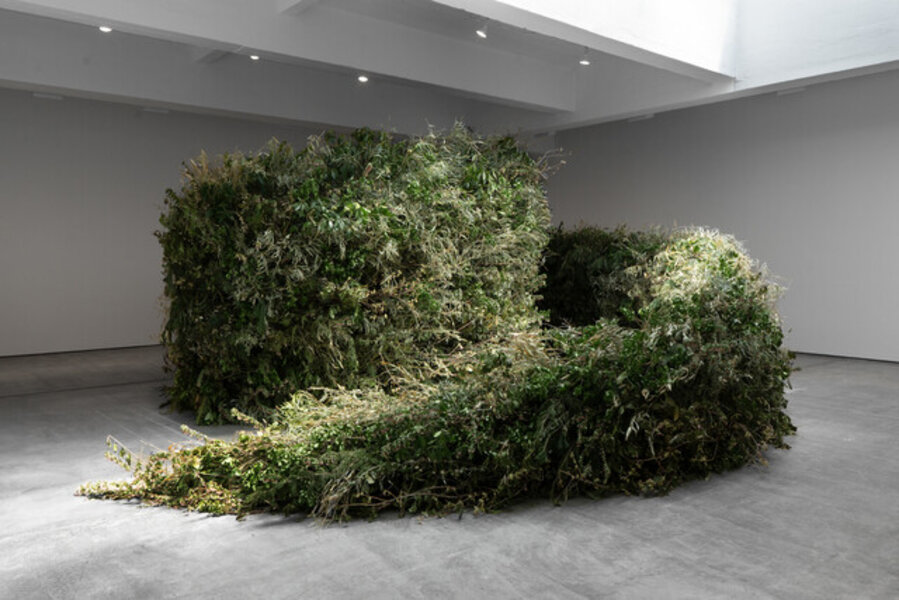 Thicket