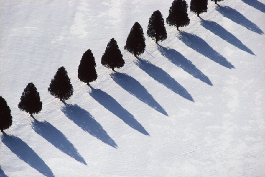 Tree Shadows in Snow