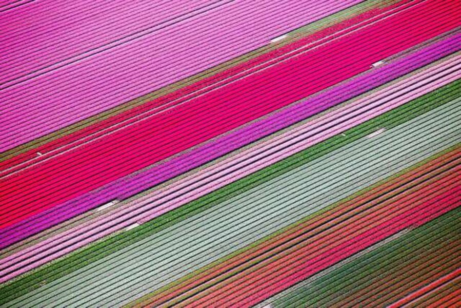 Hues of Pink Tulips, Netherlands
