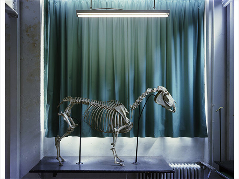 Richard Barnes, ‘Left Panel, Horse, Musee Fragonard’, 2005, Photography, Chromogenic Print Mounted to Archival Substrate, Framed in White with Plexiglass, Bau-Xi Gallery