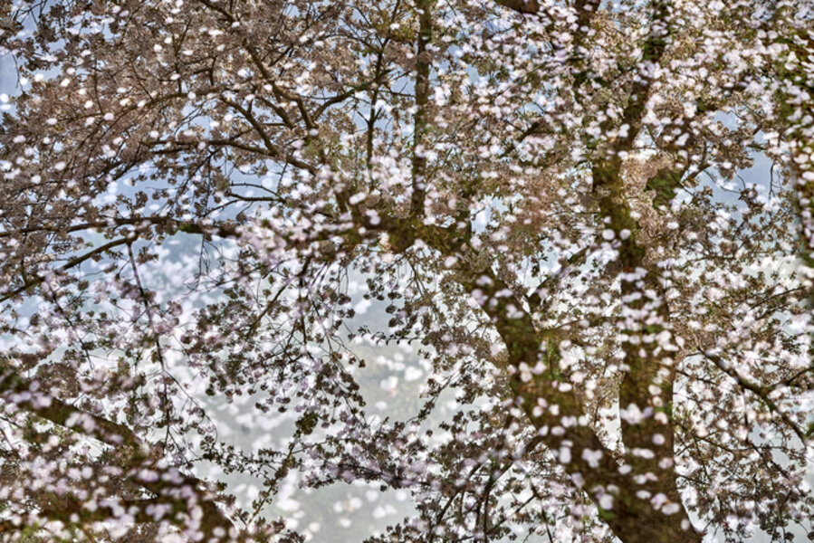 Sakura on Sakura #3