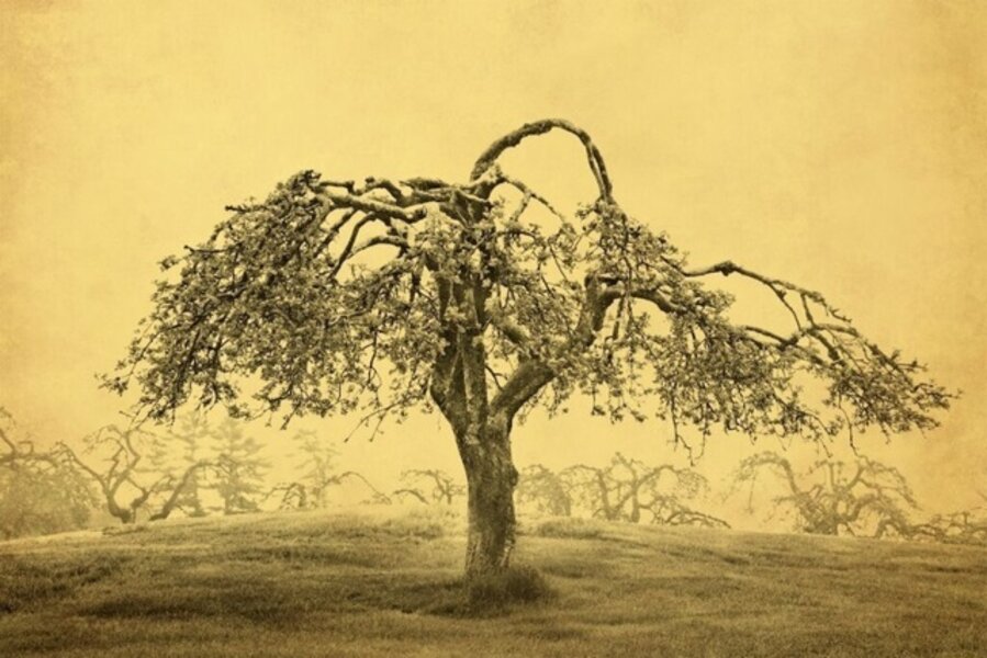 Apple Tree