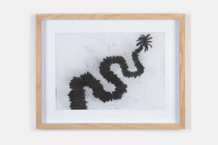 A palm tree in one part