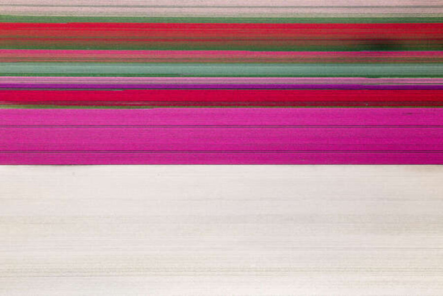 Tulip Bands Rutten, Netherlands