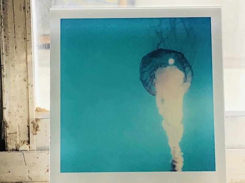 Stefanie Schneider, ‘Jelly Fish’, 2005, Photography, Lambda digital Color Photographs based on a Polaroid, Instantdreams