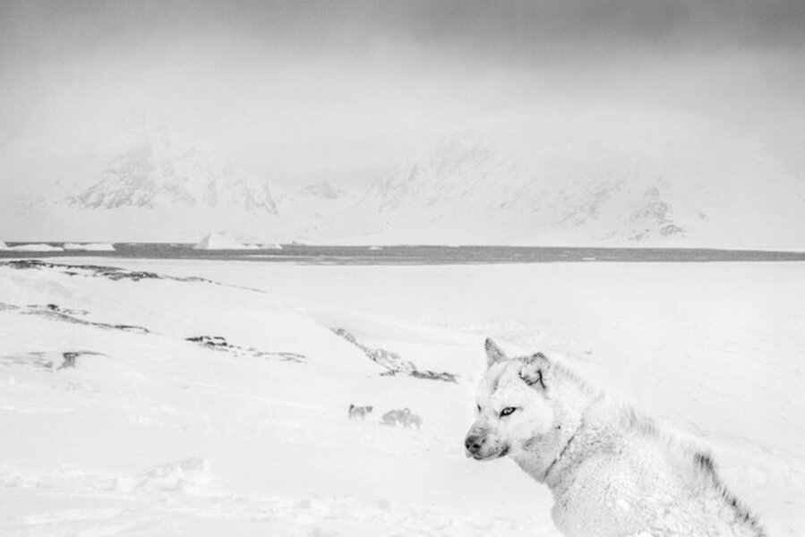 Greenland Sled Dogs in a Blizzard, East Greenland