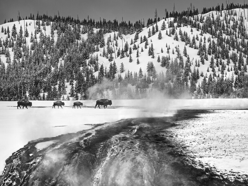 David Yarrow, ‘Yellowstone’, Bison, Photography, Archival Pigment Print, CAMERA WORK