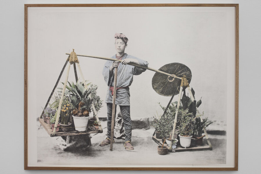 Untitled (Cycas)
