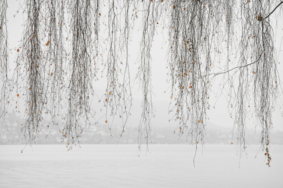 Lake Trees 16