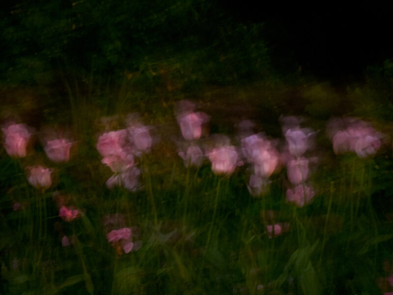 Anna Beeke, ‘Midnight in the Garden #77’, 2018, Photography, Archival inkjet print, Uprise Art