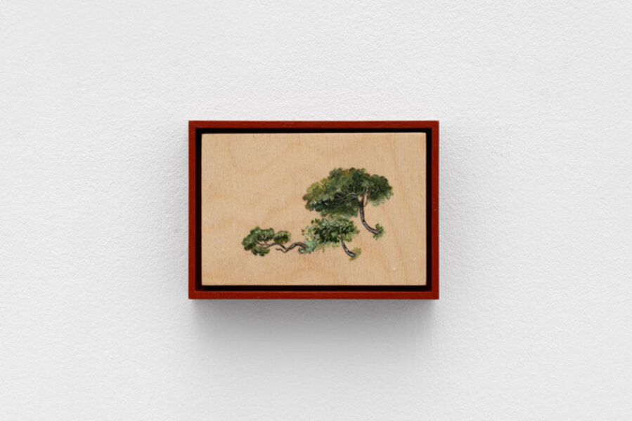 Shrub (ii)