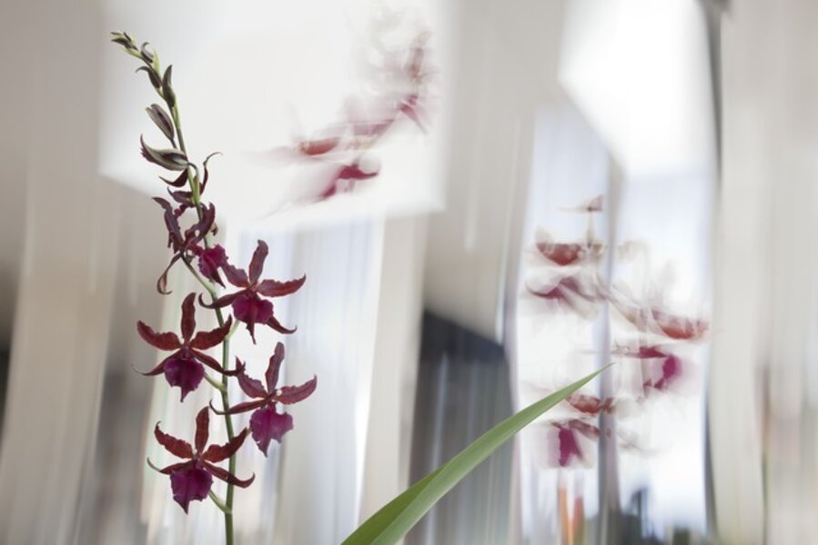 Red Orchids