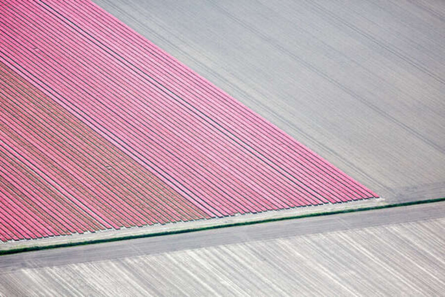 Pink Tulip Strips, Netherlands