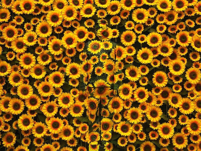 Liu Bolin, ‘Hiding in the City - Sunflower ’, 2012, Photography, C-print, PSH projects