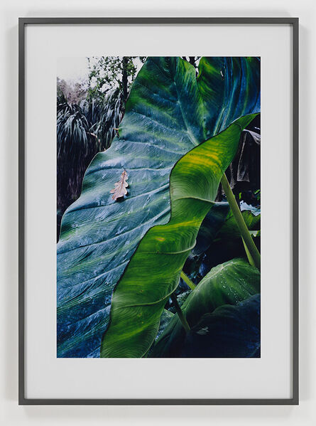Lothar Baumgarten, ‘Talking Leaf’, 2003
