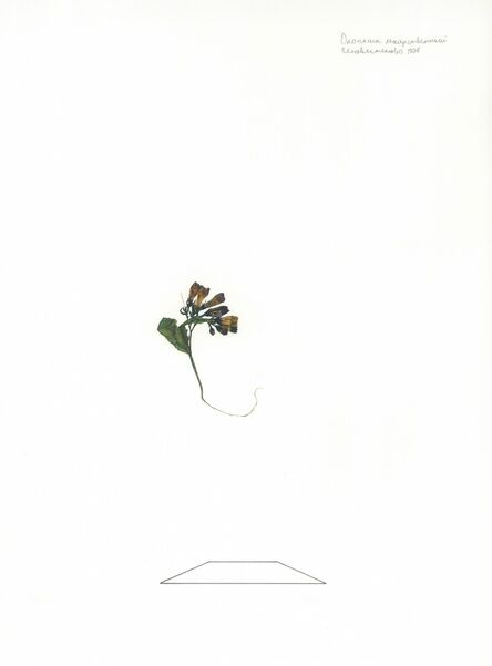 Ilya Dolgov, ‘From the Herbarium series ’, 2015