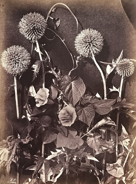 Charles Aubry, ‘Morning Glory and Thistles’, ca. 1864