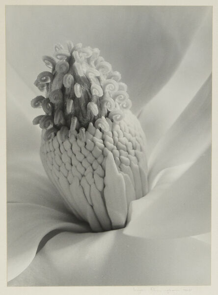 Imogen Cunningham, ‘Tower of Jewels’, 1925
