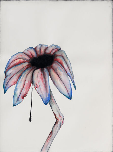 Grace Schwindt, ‘Echinacea’, 2023