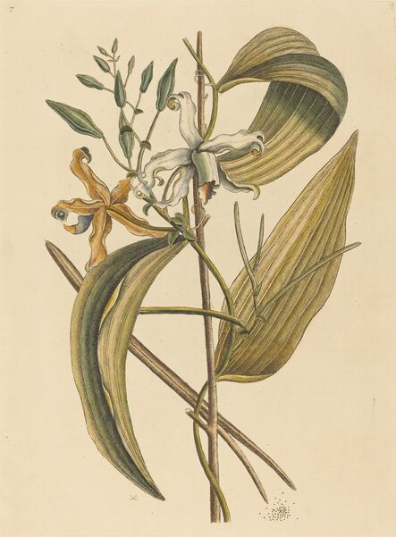 Mark Catesby, ‘The Vanelloe (Epidendrum Vanilla)’, published 1731-1743