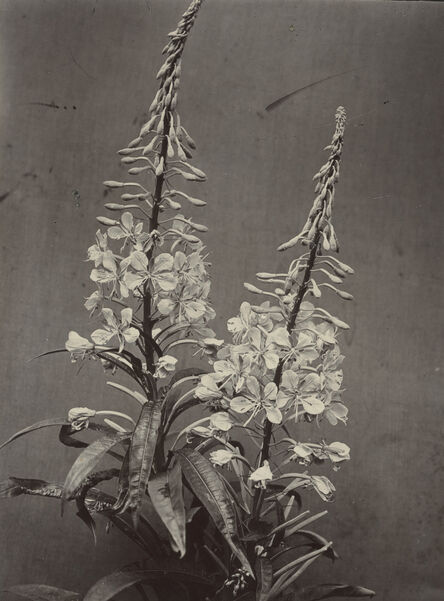 Charles Jones (1866-1959), ‘Epilobium Angustifolium (Willow Herb)’, c. 1900