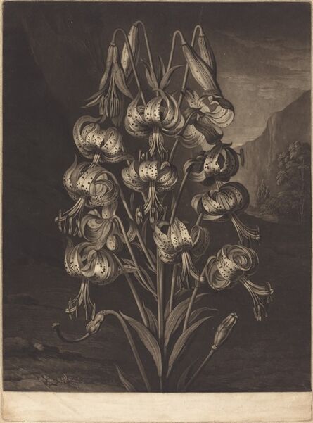 William Ward after Philip Reinagle, ‘The Superb Lily’, 1799