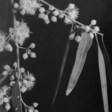 Anatole Saderman, ‘Eucaliptus rostrata’, ca. 1934