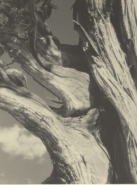 Ansel Adams, ‘Juniper, Sierra Nevada, California’, 1930