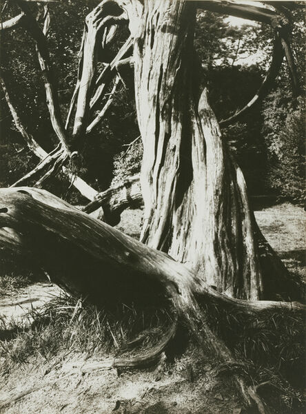 Eugène Atget, ‘Sapin, Trianon (Pine Tree Trunks at the Trianon)’, 1910-1915
