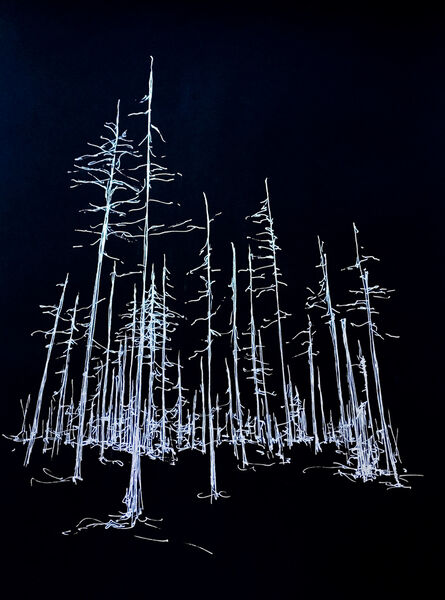 Helen Jane Dennis, ‘Cinders/Trees, Oregon 2’, 2019