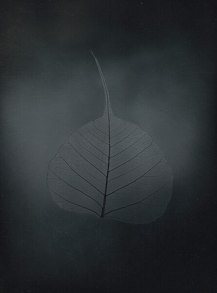 Binh Danh, ‘Untitled Bhodi leaf, from the series, "Aura of Botanical Specimen"’, 2023