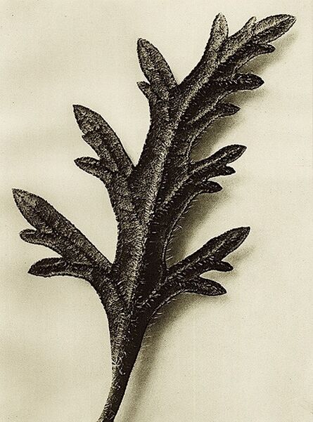 Karl Blossfeldt, ‘Plate 39 - Verbena canadensis ’, Circa 1930