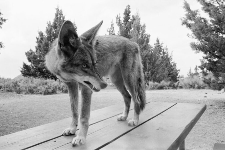 Coyote at the Park