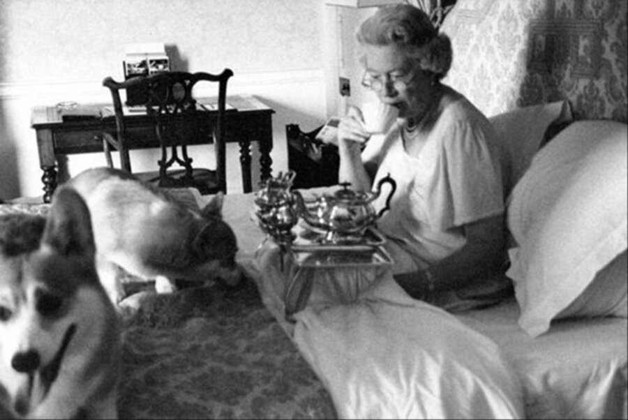 Queen in Bed with Corgis