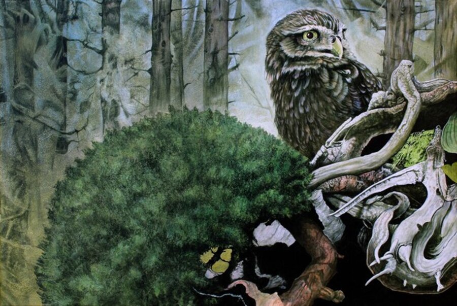 Little Owl