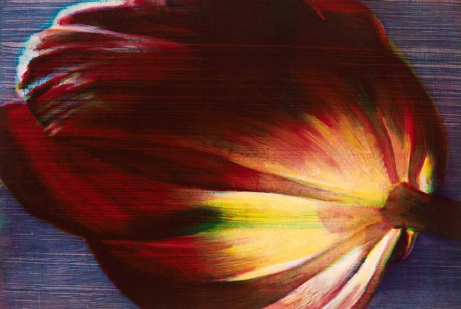 'Flame Tulip'
